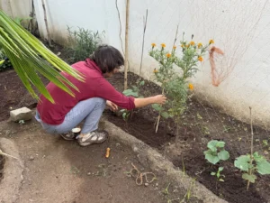 2. Experimenting with different varieties of vegetables and organic farming.