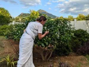 1. Maintaining and caring for local gardens under the gaze of Arunachala.